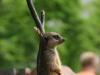 2011040701150864_k-Zoo 019.jpg